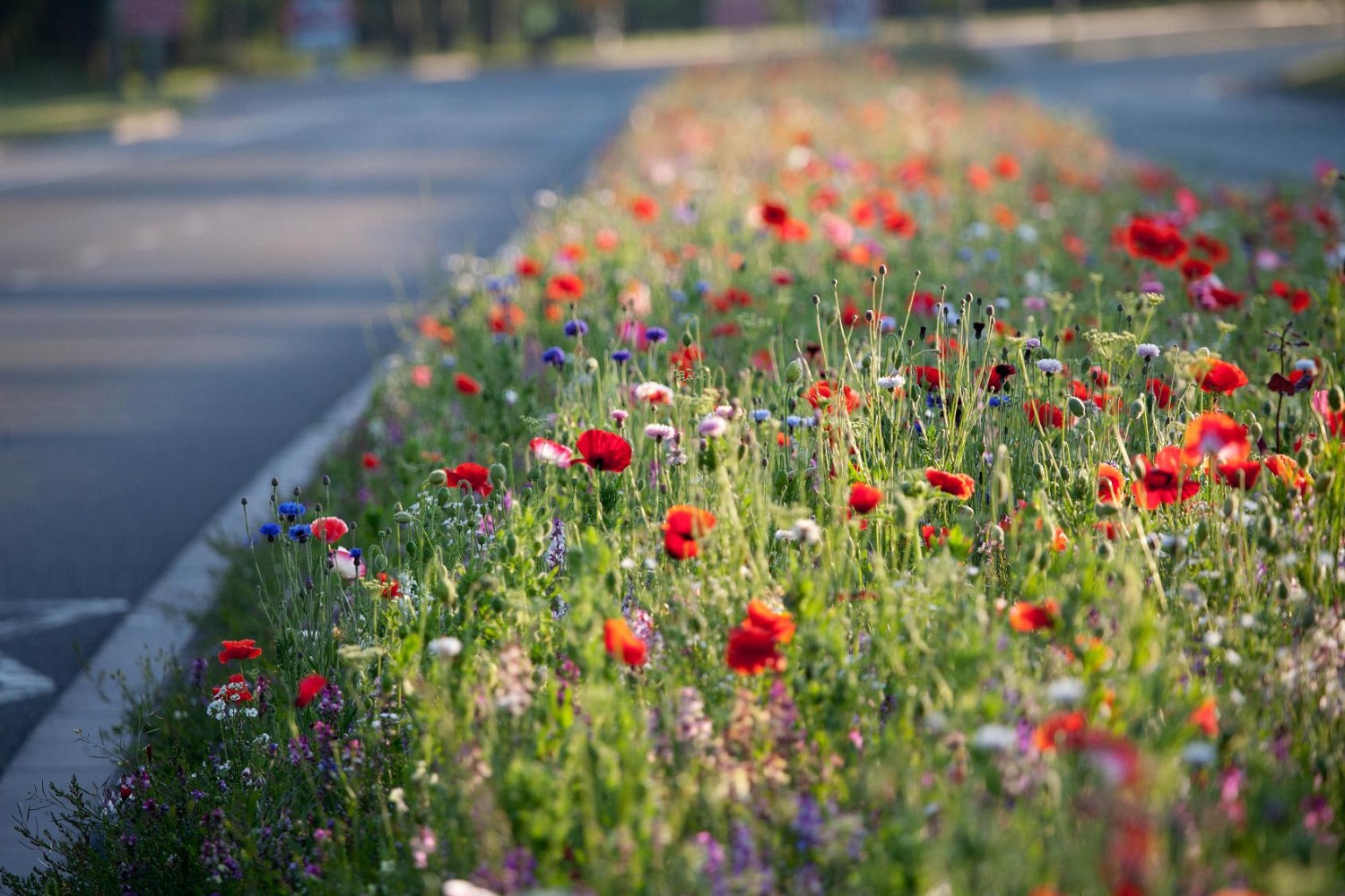 hoofdfoto urban wildflowers