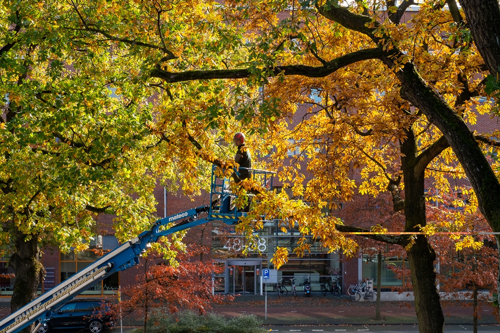 Amersfoort laat bomen meegroeien met de stad