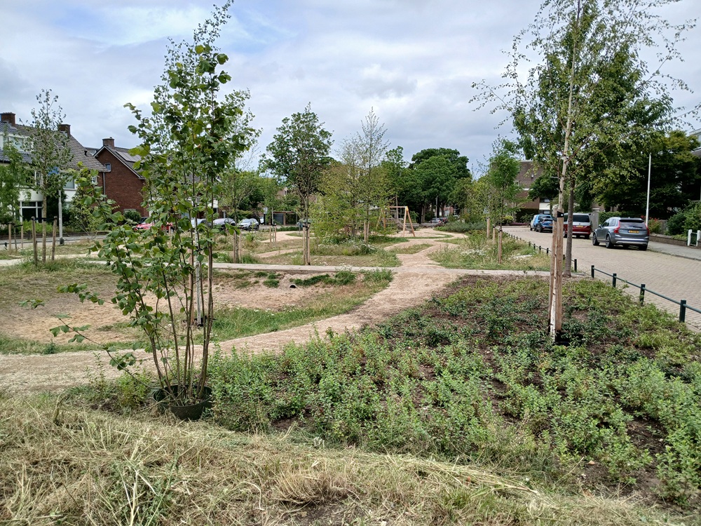 Wat Nijmegen leert van vier jaar duizend bomen planten