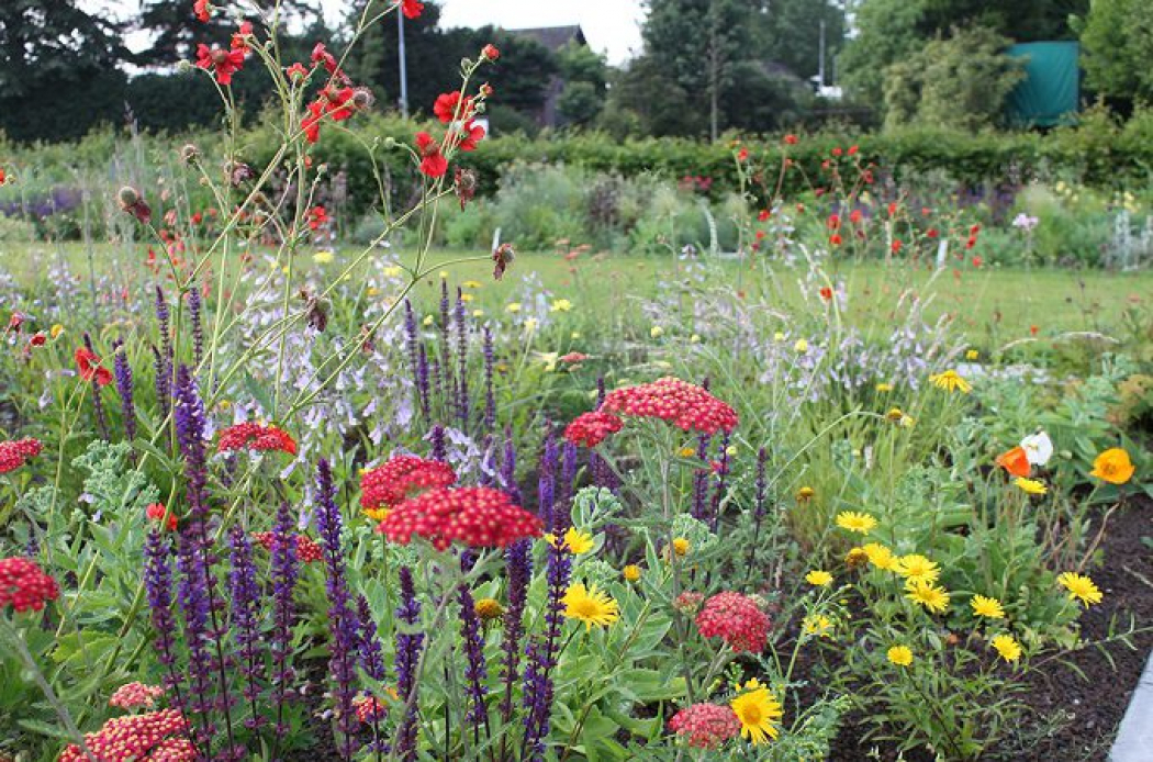 Onderhoudsarme, natuurlijke en kleurrijke beplantingsconcepten