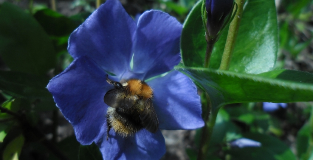 Bijensterfte in Limburg wordt teruggedrongen