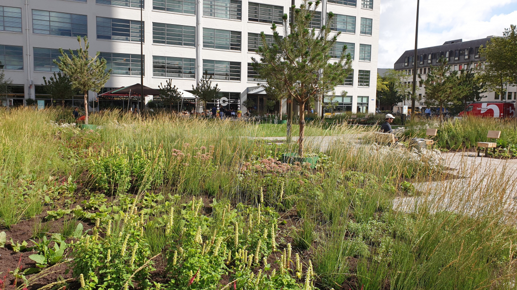 Clausplein Eindhoven: van versteend en grauw naar groen en prettig