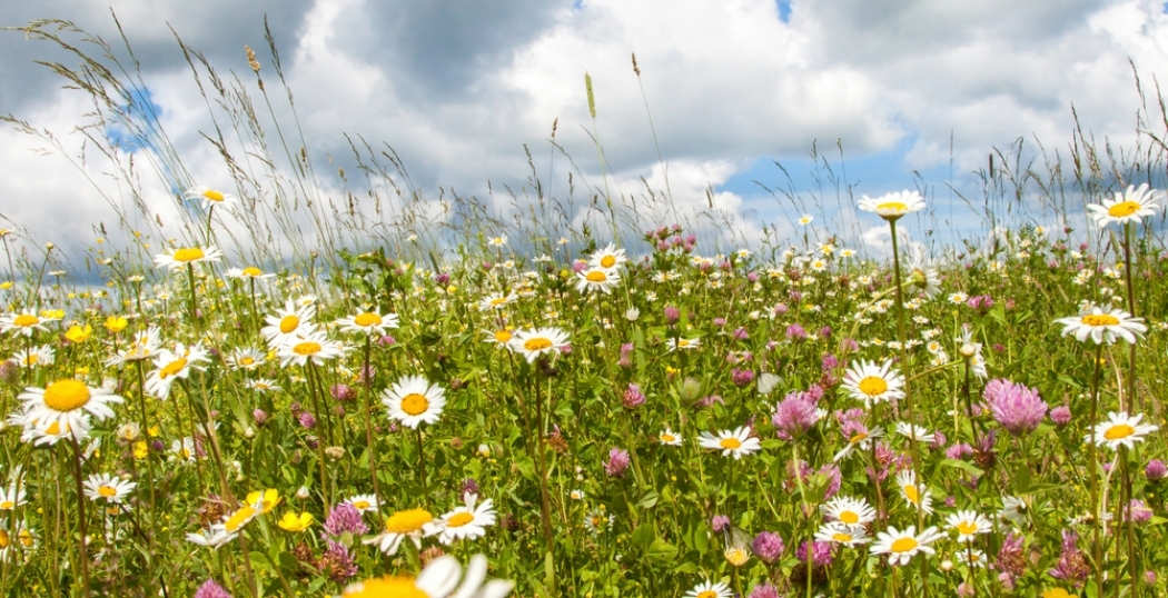 Braakliggend terrein kansrijk door regeling Tijdelijke Natuur