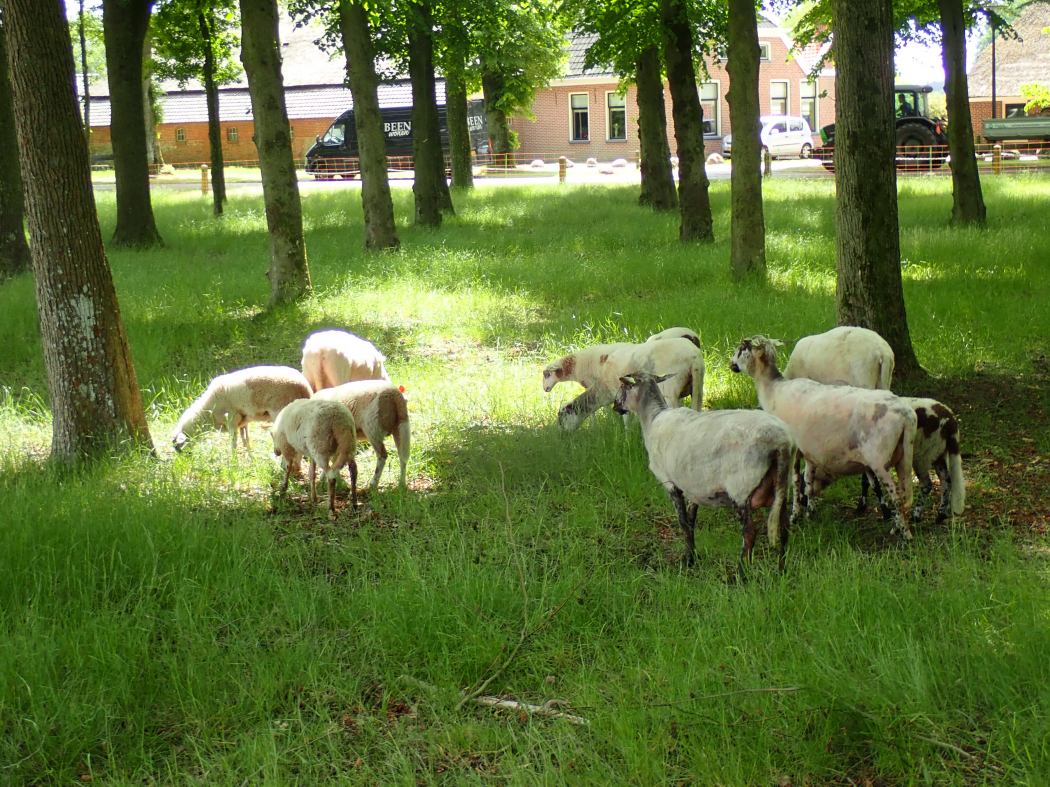 Circulaire bodemverbeteraar bokashi brengt leven in Drentse bodem