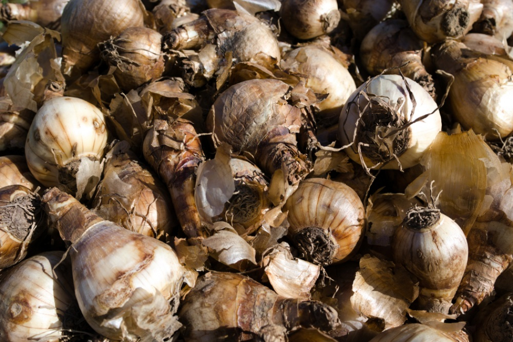 60.000 bloembollen brengen biodiversiteit terug in Zwolle