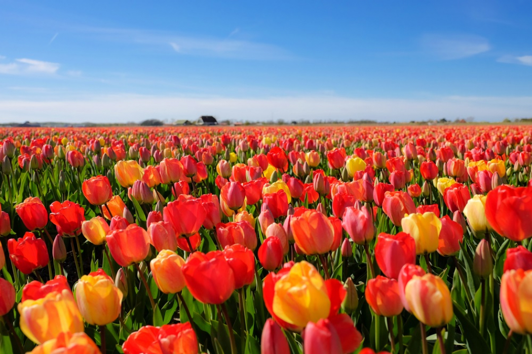 Stationsgebied Delft fleurig geheel