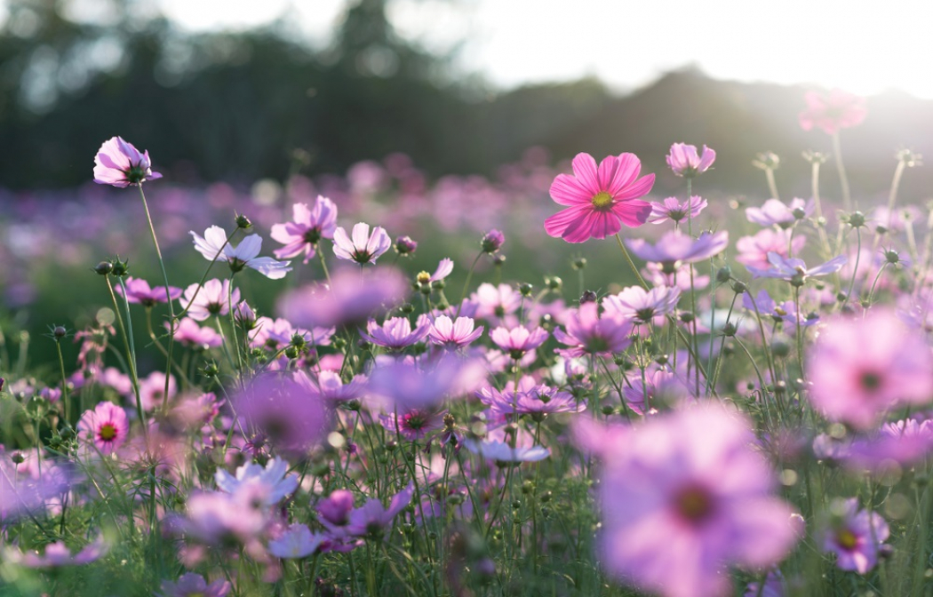 Weinig biodiversiteit dankzij de openbare ruimte