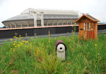 Dit groene dak geeft stadsvogels een plek in dichtbebouwd Nederland