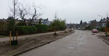 Bunnikers beslissen mee over bomen in hun straat