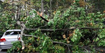 Klimaatverandering geen issue in Richtlijn Boomveiligheidsregistratie