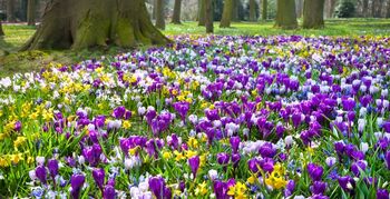 Duizenden bloembollen voor park in Leiden