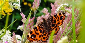 Bij- en vlindervriendelijke vegetatiemat