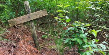 Gelderland maakt beleid voor natuurbegraven