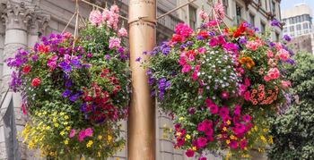 Hanging baskets fleuren Rotterdamse wijken op