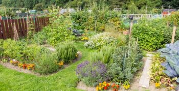 Geen huur voor moestuintjes op braakliggende grond Zwolle