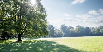 Digitaal register voor monumentale bomen