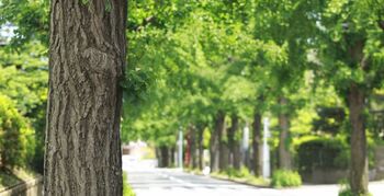 Nieuwe richtlijn ondersteunt overheden bij veiligheid rondom bomen