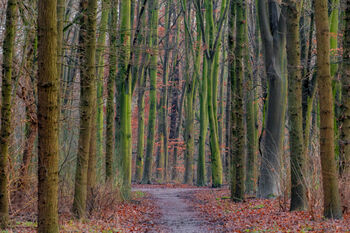 Asfaltpaden maken plaats voor meer groen in het Amsterdamse bos