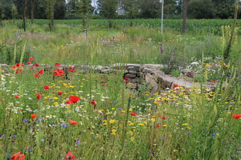 Limburg krijgt bloemenlint voor betere biodiversiteit