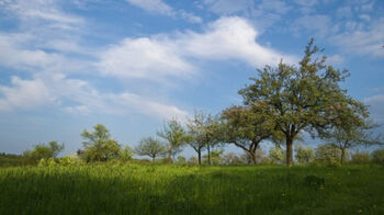 Boeren planten 50.000 bomen