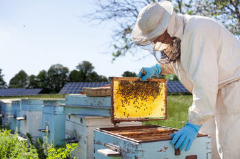 Zonneparken omgebouwd tot bijenparken