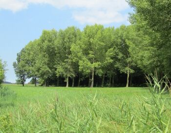 Openbaar gedenkbos in Terneuzen