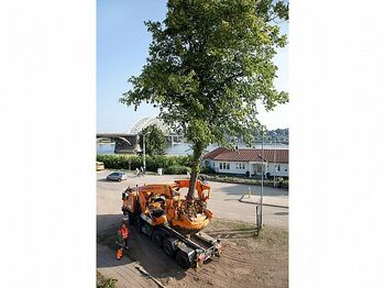 Zomerverplanten met de grootste verplantmachine van Europa