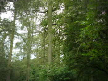 Bomen in Leimuidens park ten onder