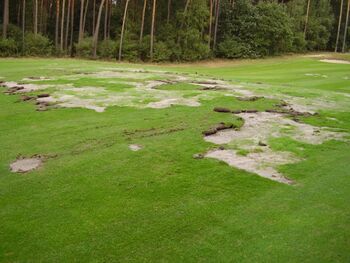 Tipulex bestrijdt Emelten en Engerlingen in gras