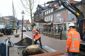 Maassluis plant 33 bomen in binnenstad