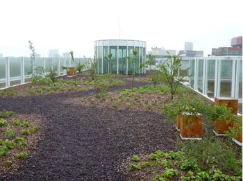 Natuurlijke daktuinen op industriële gebouwen