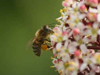 Bijenbescherming door tijdelijk verbod pesticiden