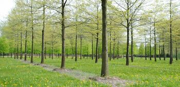 Groenkeur-beoordelingsrichtlijn Duurzame boomkwekerijproducten bijna klaar