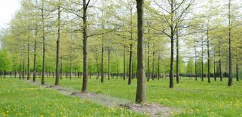 Groenkeur-beoordelingsrichtlijn Duurzame boomkwekerijproducten bijna klaar