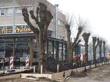 Knotlinden terug op Noorderplein Emmen