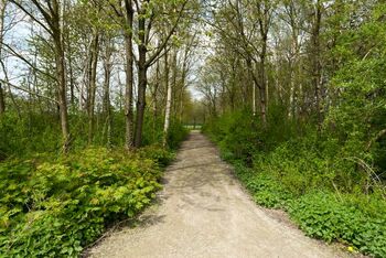 Maatregelen nodig voor waarborgen kwaliteit bomenbestand