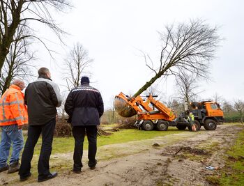 Spectaculaire bomenverplanting Eindhoven