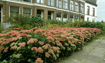 Plantsoenen Deventer vormen bijenlint