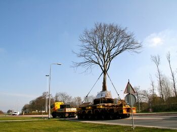 Bomen uit Stadshart naar nieuwbouwwijk