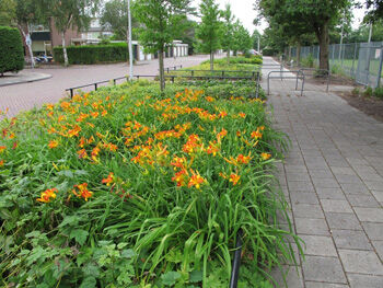 Groene omgeving levert 1,3 miljard op