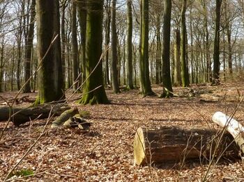 Eerste natuurbegraafplaats in Noord-Holland