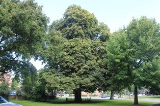 Planten en bomen nemen meer CO2 op