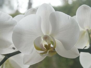 Bijna 9.000 orchideeen in Schagen