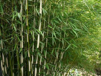 Bamboe in openbaar groen