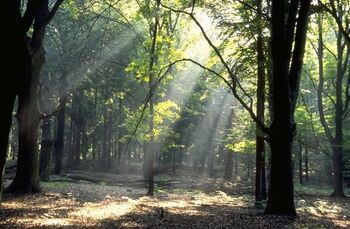 Arnhem pakt licht- hinder Veluwe aan