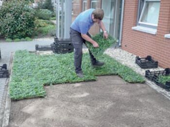 Bodembedekkers tegen onkruid