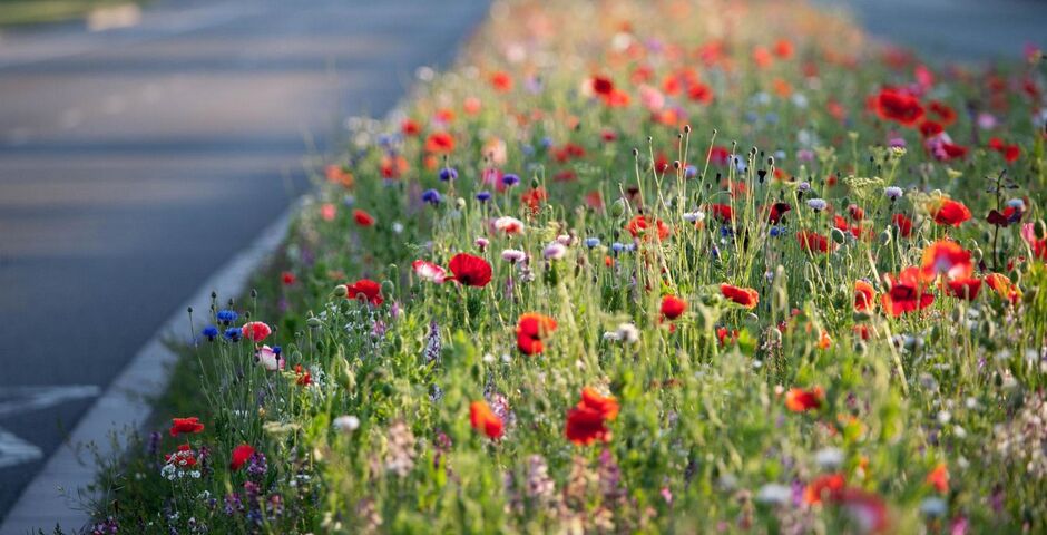 hoofdfoto urban wildflowers