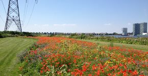 Bloemen- en bijenlint onder hoogspanning
