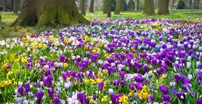 Duizenden bloembollen voor park in Leiden