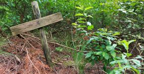 Gelderland maakt beleid voor natuurbegraven